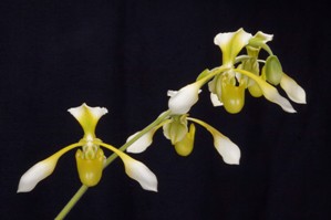 Paphiopedilum Toni Semple Claire De Lune AM/AOS 82 pts.iNFLORESCENCE